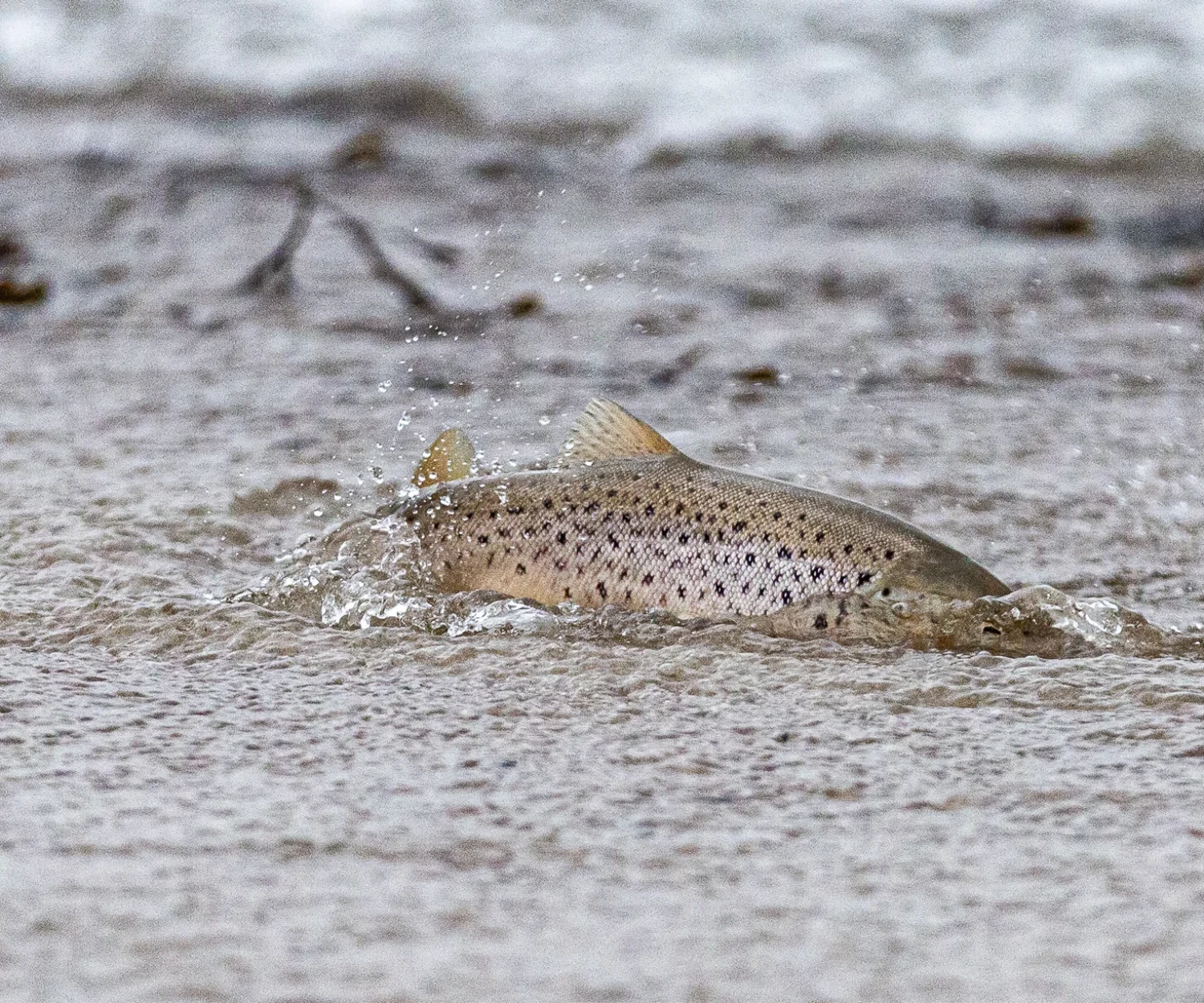 Ålgräsängarnas betydelse för havsöringen läggs under lupp. Foto: Nicka Hellenberg